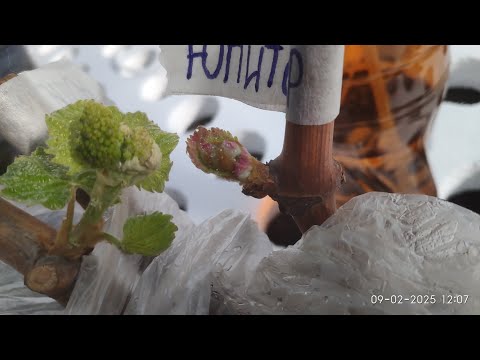 Видео: Укоренение винограда, основы и советы начинающим
