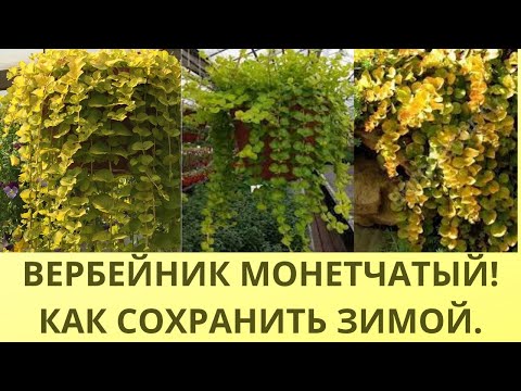 Видео: ВЕРБЕЙНИК МОНЕТЧАТЫЙ! ГОТОВЛЮ К ЗИМЕ. ОБРЕЗКА. ФОРМИРОВКА. РАЗМНОЖЕНИЕ ЧЕРЕНКОВАНИЕМ.