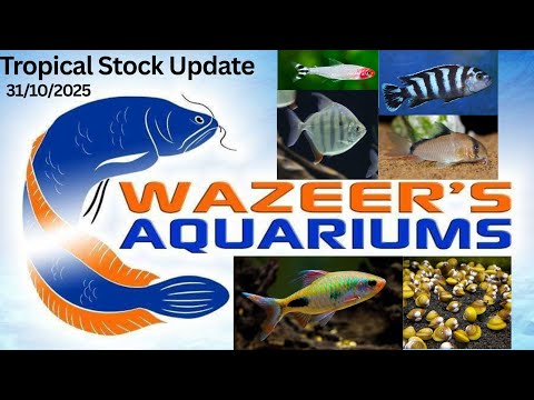 Видео: Обновление тропических запасов 31.10.2025