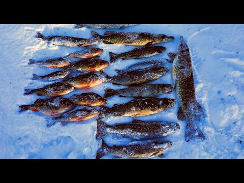 Видео: КРУПНАЯ КУМЖА .ОГРОМНЫЕ ОКУНИ. Зимняя рыбалка в тайге. Часть 1.