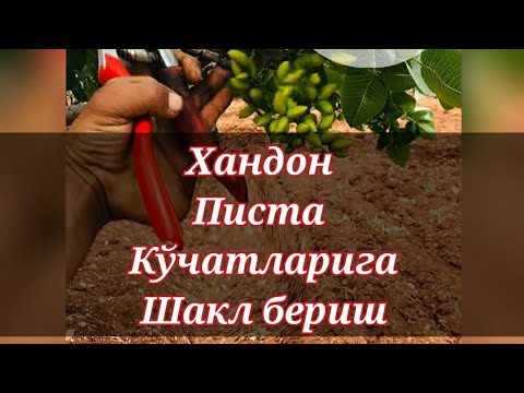 Видео: Хандон писта кўчатларига тўғри шакл бериш 1-Қисм