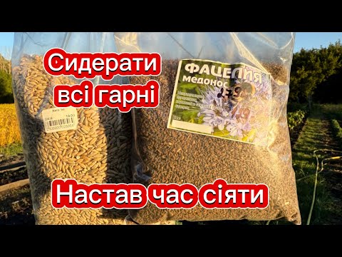 Видео: Сію різні сидерати, прибираю перець, огляд тунелів. 