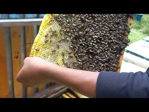 Видео: Тарзи асалҷамкунии Бакфаст B-119