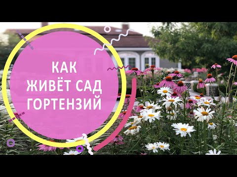 Видео: Обзор сада гортензий летом | КП Никольские озёра