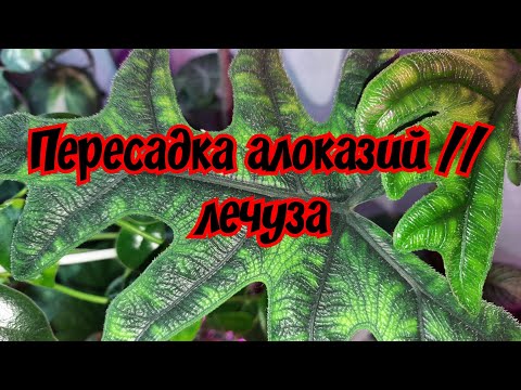 Видео: Пересадка алоказий // лечуза