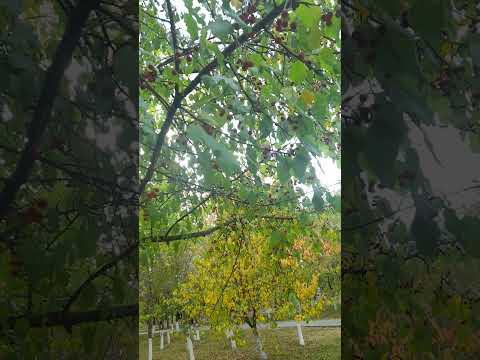 Видео: Шолпан тәтенің сұхбатына комментарии (1)