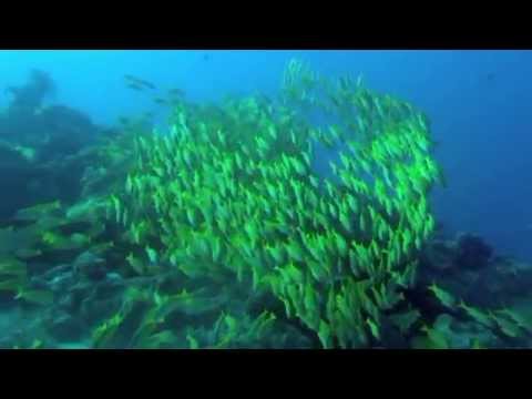 Видео: Нервно - мышечная релаксация