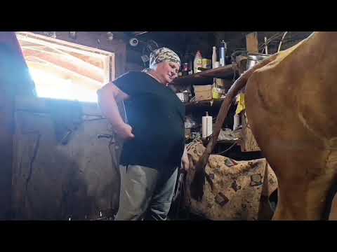 Видео: А у нас пополнение! ! Рябина отелилась!  