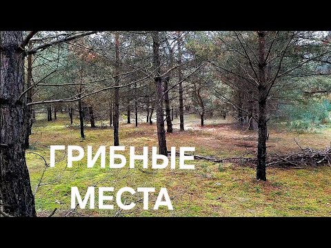 Видео: ГРИБЫ / ТИХАЯ ОХОТА В ГЕРМАНИИ / МАСЛЯТА / РЫЖИКИ / СЫРОЕЖКИ 