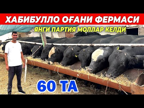 Видео: ЯНГИ ПАРТИЯ ЗОТДОР МОЛЛАР КЕЛДИ ХАБИБУЛЛО ОҒАНИ ФЕРМАСИ 13-СЕНТАБР !!! ХОРАЗМ БОЗОР 