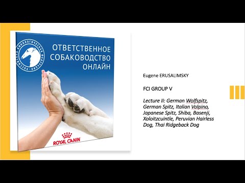 Видео: Особенности судейства десяти групп пород FCI: Группа V ч. 2 | «Ответственное собаководство онлайн»