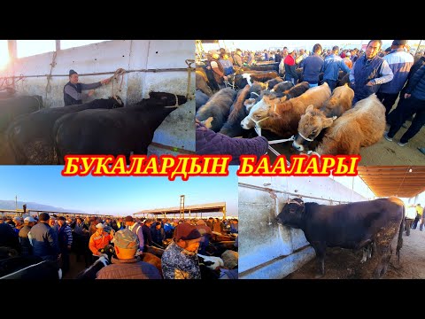 Видео: Баяман малБазары торпоктор букалар. Подписатьсяны басып колдоп коюңуздар. #малбазар #кадамжаймедиа 