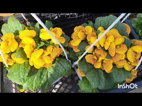 Видео: Обзор цветов на ярмарке. 16.03.2024.