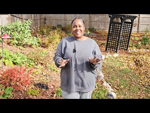 Видео: Завершаю начатое 🌞 | 3 моих любимых почвопокровных растения 💜