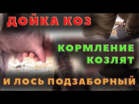 Видео: Дойка коз, кормление козлят и лось под забором
