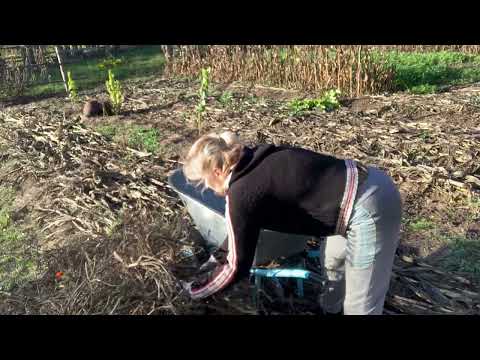 Видео: Наповнюємо компостну яму. Прибираємо грядки після томатів. #компост #грядки #garden
