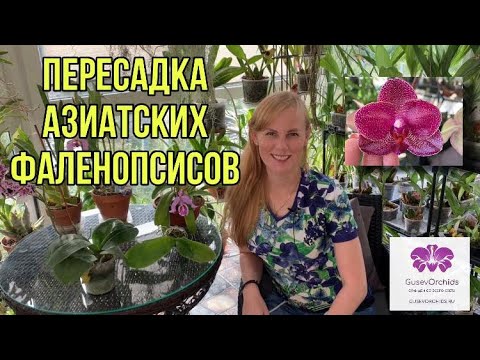 Видео: Как пересадить орхидею Фаленопсис из мха