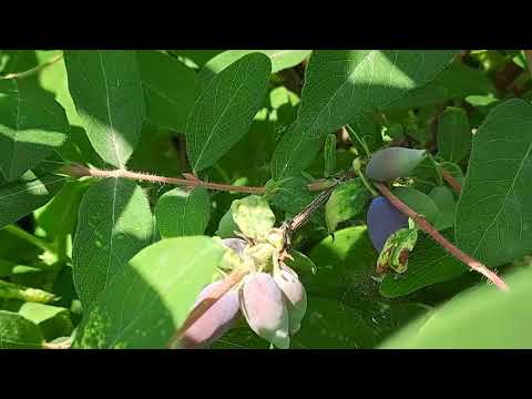 Видео: СПЕЮТ ЯГОДЫ ЖИМОЛОТИ. ГРУШИ ПОДРОСЛИ. ТОМАТЫ ЦВЕТУТ. ОГУРЦЫ ЗАВЯЗЯМИ. ВИГНА ВЫРОСЛА ДО ПОТОЛКА.