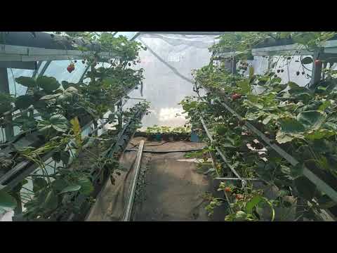 Видео: Итоги клубничной малообъемки!