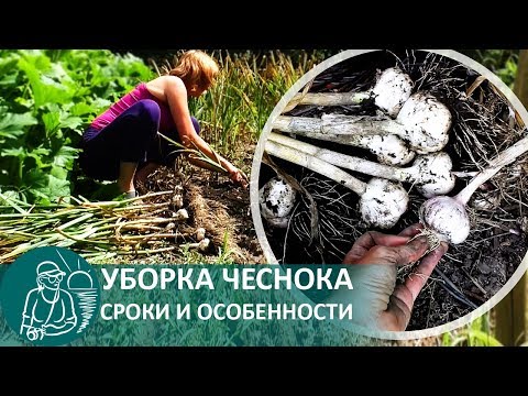 Видео: ☘ Время уборки чеснока: когда убирать зимний чеснок