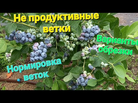 Видео: ПОРА ДЕЛАТЬ ОБРЕЗКУ ГОЛУБИКИ. Варианты не нужных веток.