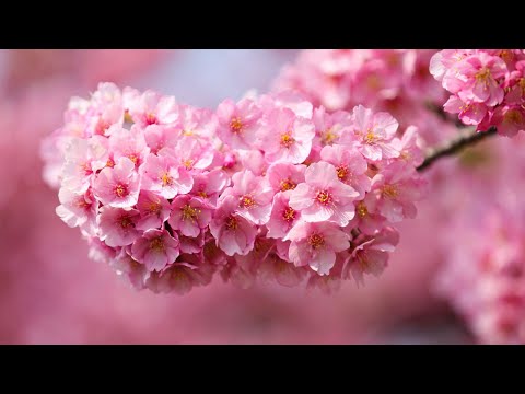 Видео: ВОССТАНОВЛЕНИЕ НЕРВНОЙ СИСТЕМЫ 🌿 Нежная музыка, успокаивает нервную систему и радует душу #16