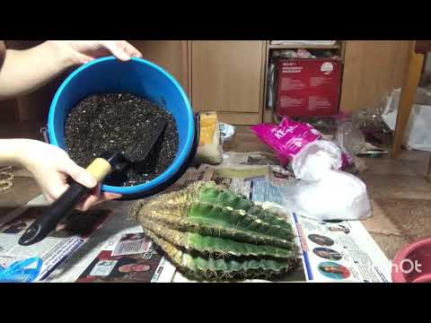 Видео: Эхинопсис (Echinopsis). Посадка, обработка кактуса для новичков.
