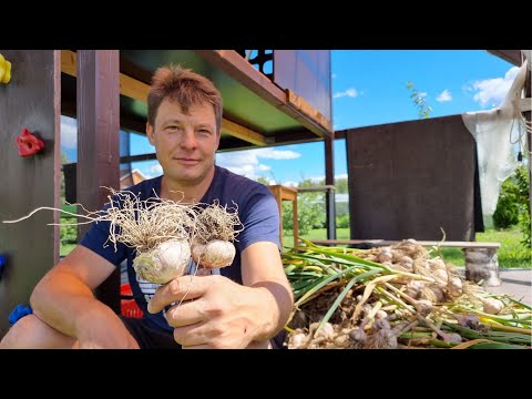 Видео: ленивый чеснок миф или реальность, не полоть не рыхлить а какой результат?