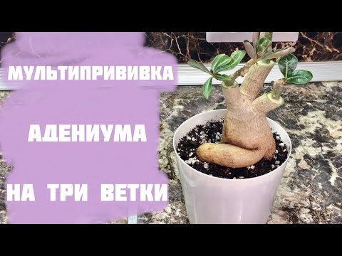 Видео: Адениум, Мультипрививка на клей