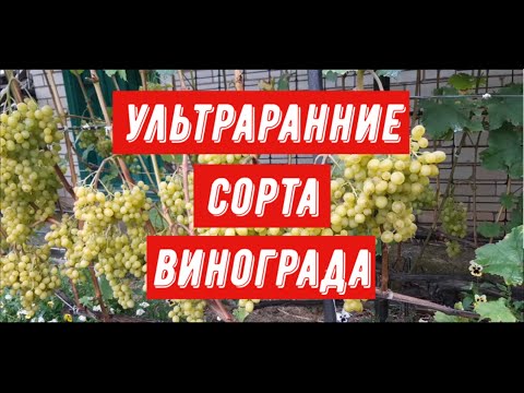 Видео: Ультраранние сорта винограда