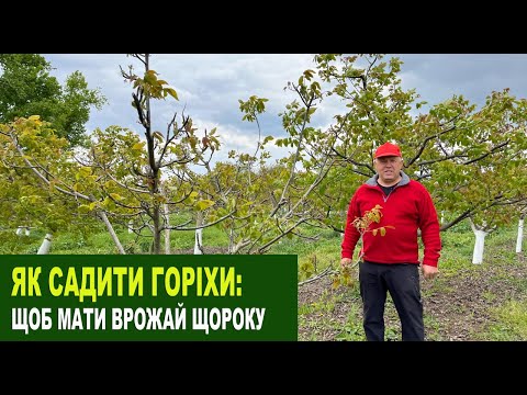 Видео: №222 Чому варто садити горіхи різних строків дозрівання