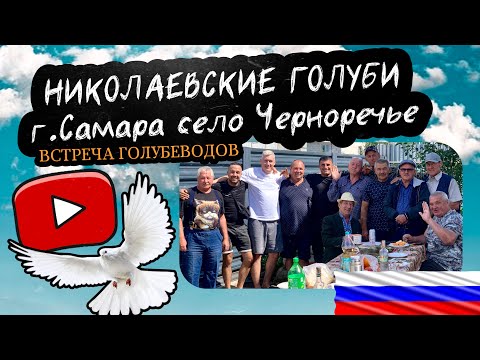 Видео: Николаевские голуби. Встреча у Рустама. Самарская обл. с.Черноречье 2025