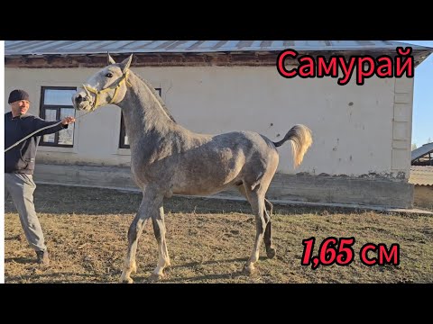 Видео: Самурай Полтарашка бою;1,65 см  ээнчиге ат кылам дегендерге.