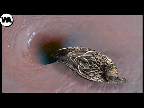 Видео: Животные, с Которыми Природа Обошлась Несправедливо