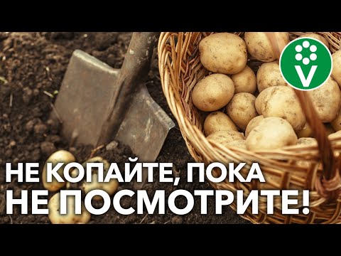 Видео: ВЫКАПЫВАЙТЕ КАРТОФЕЛЬ ТОЛЬКО ТАК И ВЕСЬ УРОЖАЙ ХОРОШО СОХРАНИТСЯ!