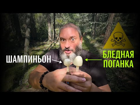 Видео: Как не перепутать и выжить. Бледная поганка, шампиньон, мухомор вонючий. Михаил Вишневский