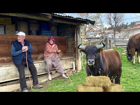 Видео: Традиционная деревенская жизнь в Турции.