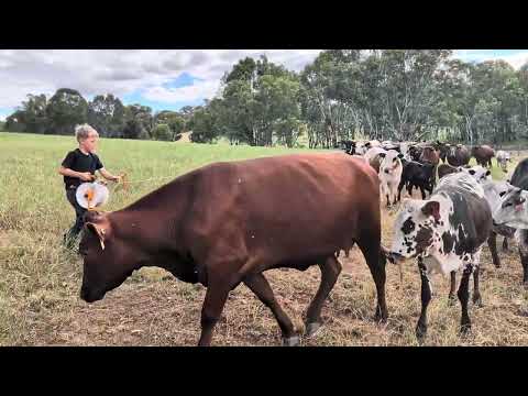 Видео: Демонстрация цветов нгуни