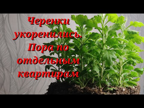 Видео: Хризантема мультифлора . Черенки укоренились, как их пересадить.