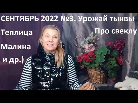 Видео: Сентябрь 2022 №3. Урожай тыквы по сортам. Осенние дела в природном земледелии.