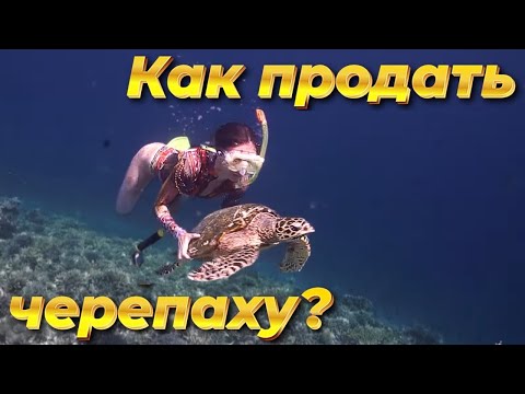 Видео: Как правильно продавать морских черепах?