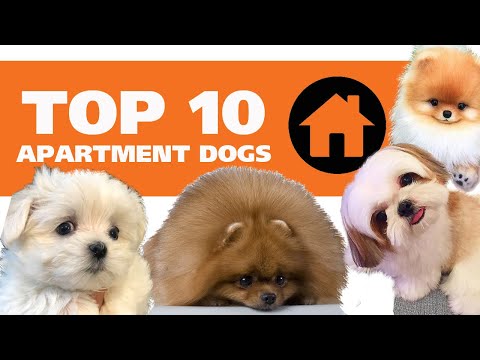 Видео: Орон сууцанд тохиромжтой 10 нохойн үүлдэр | TOP 10 Apartment Dogs | 톱 10 아파트 개