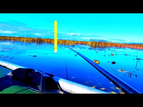 Видео: БАНДА С ПОПЛАВКАМИ!!! Осенний крупный карась!