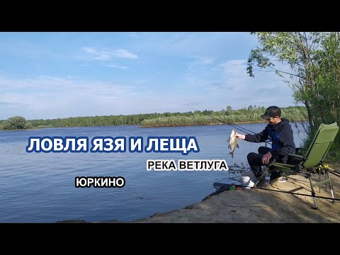 Видео: ЛОВЛЯ ЛЕЩА И ЯЗЯ НА ФИДЕР В ИЮНЕ 2021! Рыбалка на ЛЕЩА в ИЮНЕ река ВЕТЛУГА! Как поймать леща и язя?
