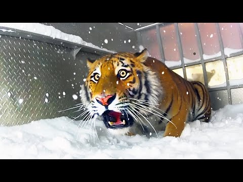 Видео: ЗАБАВНАЯ РЕАКЦИЯ ЖИВОТНЫХ НА СУМАСШЕДШУЮ ПОГОДУ