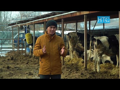 Видео: Эти да, сүтү да, териси да пайдалуу УЙ / Атайын репортаж / НТС