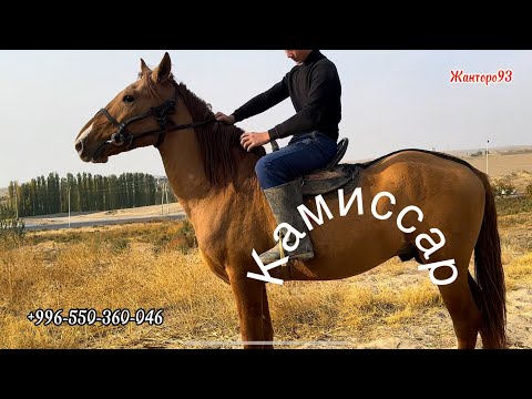 Видео: Комиссар Линия 3 жаш 