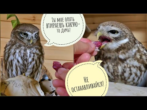 Видео: Чем нужно кормить сов в домашних условиях? Правильное питание - залог здоровья совы