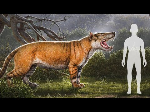 Видео: Гиенодон. Самый Опасный Хищник Эпохи Миоцена