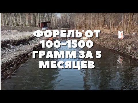 Видео: Выращивание форели до товарного состояния. Супер результат